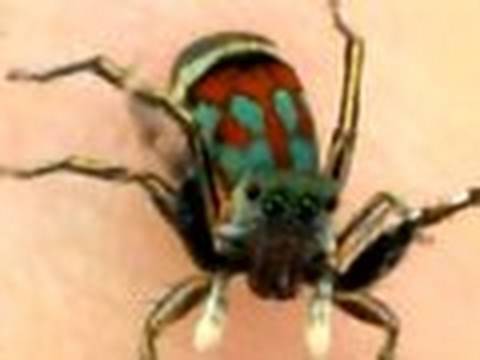 Profilový obrázek - Jumping Spider Zoology ~ ~~~~~ ~ ~ Ƣݔҩᾫ٨ӷ {quaoar}
