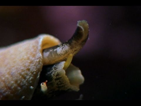 Profilový obrázek - Killer Cone Snails