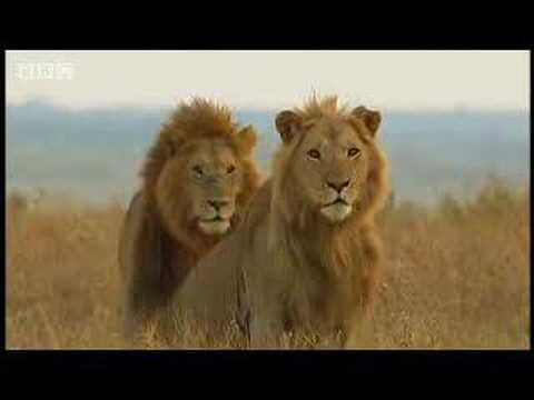Profilový obrázek - King lion duo and their pride - BBC wildlife