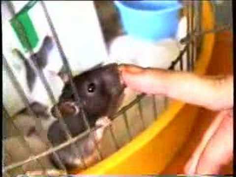 Profilový obrázek - Kini the rat demands a kiss!