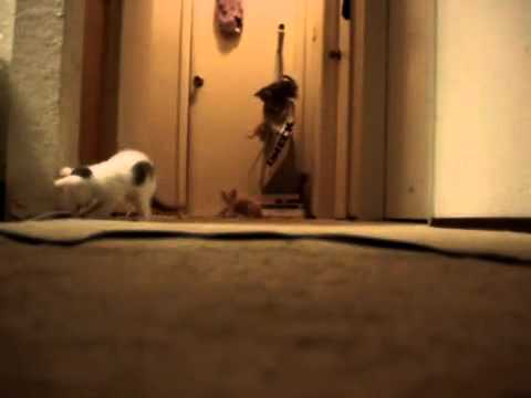 Profilový obrázek - Kittens Have Turn On a Vacuum Cleaner (Original)