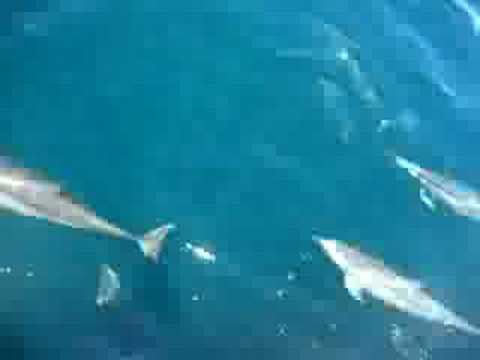 Profilový obrázek - Largest Dolphin Pod EVER... WOW!!!