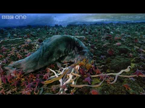 Profilový obrázek - Life - Timelapse of swarming monster worms and sea stars - BBC One