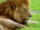 Profilový obrázek - Lions - We are one