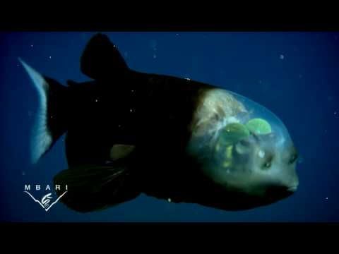 Profilový obrázek - Macropinna microstoma: A deep-sea fish with a transparent head and tubular eyes