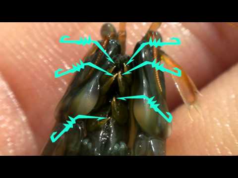 Profilový obrázek - Mantis Shrimp Zoology (Costa Rica) ... Ƣݔҩᾫ٨ӷ quaoar