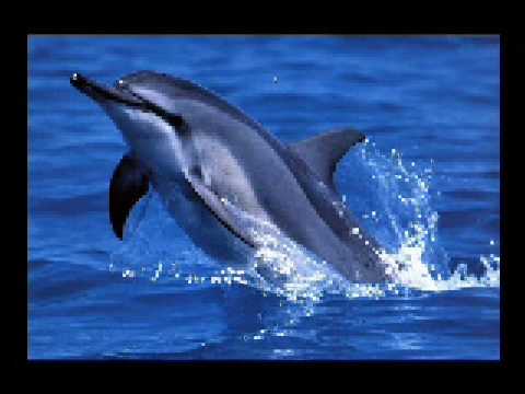 Profilový obrázek - Miro Žbirka-Atlantída...Delfiny/Dolphins/