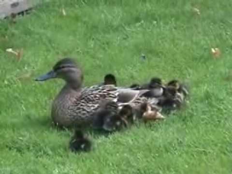 Profilový obrázek - Mother Duck & 12 Little Baby Ducklings. Cute! Full version.