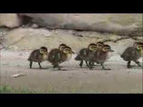 Profilový obrázek - Mother duck and ducklings in the street