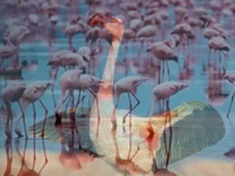 Profilový obrázek - My Choice 263 - Goombay Dance Band: Fly Flamingo