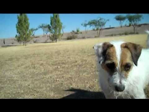 Profilový obrázek - My Crazy Jack Russell Terrier Jesse