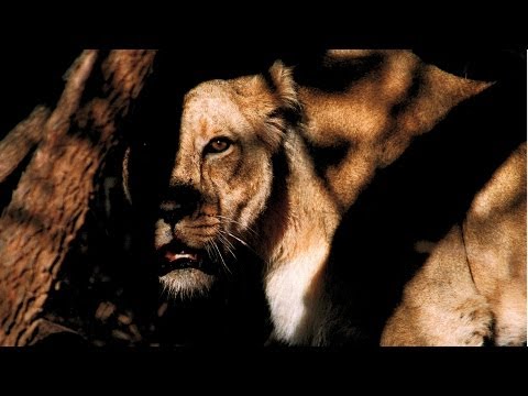 Profilový obrázek - National Geographic Live! - Face-Off with a Lion