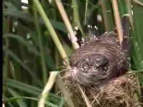 Profilový obrázek - Nature of the cuckoo duck - David Attenborough - BBC wildlife