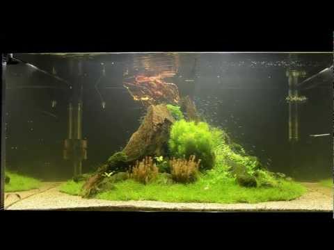 Profilový obrázek - "Nature's Chaos" Aquascape by James Findley - The Making Of