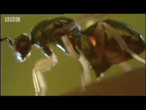 Profilový obrázek - Oak tree and wasp eggs - Life in the Undergrowth - BBC Attenborough