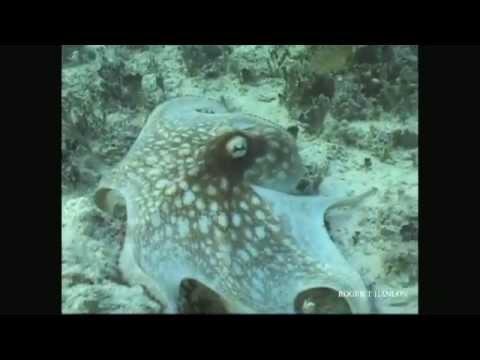 Profilový obrázek - Octopus Camouflage