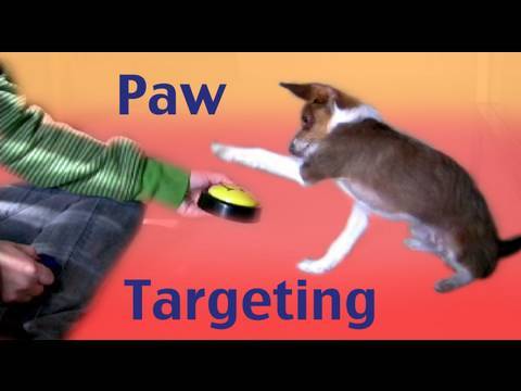 Profilový obrázek - Paw Targeting - how to teach tricks dog training clicker training
