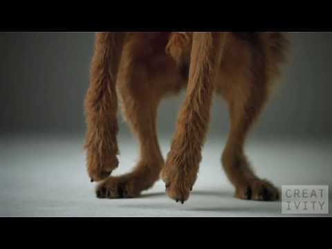 Profilový obrázek - Pedigree Dogs ad shot 1000 FPS using the Phantom camera