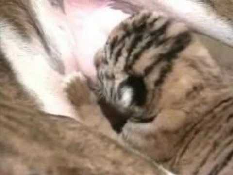 Profilový obrázek - Pitbull adota tigres