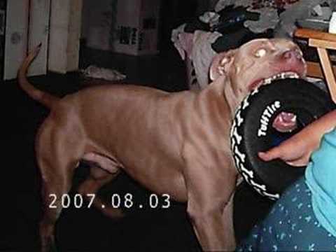Profilový obrázek - Pitbulls... Menace to Society or Beloved family pet