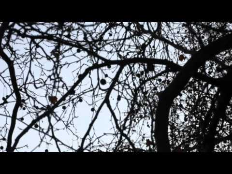 Profilový obrázek - PJ Harvey - Bitter Branches HD