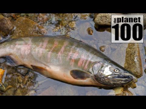 Profilový obrázek - Planet 100: Toxic Fish (3/8)