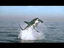 Profilový obrázek - Planet Earth Shark Jump