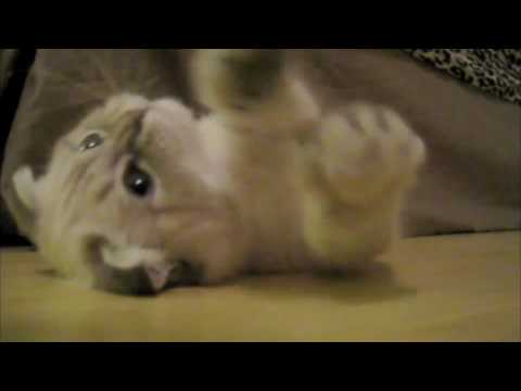 Profilový obrázek - Playtime! (Scottish Fold Kitten)