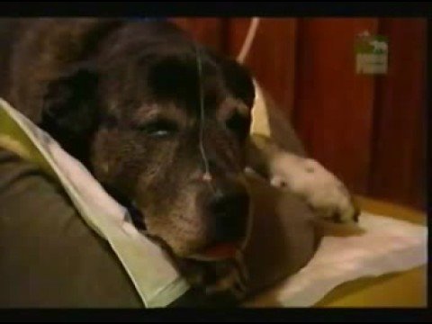 Profilový obrázek - Poor Dog Sui, Her Last & Final Chapter (Pt2)