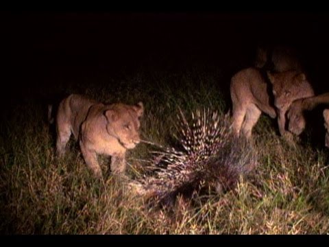 Profilový obrázek - Porcupine vs. Lions