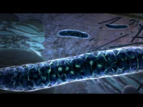 Profilový obrázek - Powering the Cell: Mitochondria