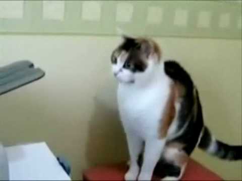 Profilový obrázek - Printer Scares Cat, Cat Fights Back