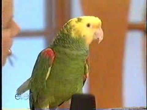 Profilový obrázek - Quito the parrot