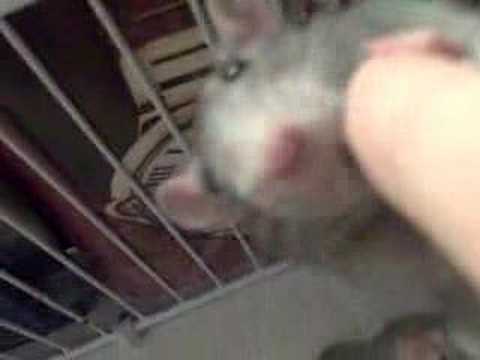 Profilový obrázek - Rats In My Room