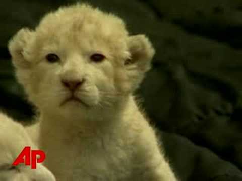 Profilový obrázek - Raw Video: 3 Baby White Lions Debut