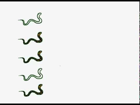 Profilový obrázek - Reptile Breeding Genetics -the basics- Chromosomes, Alleles, Heterozygous/Homozygous
