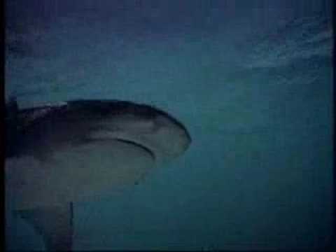 Profilový obrázek - Return to the Blue Lagoon (1991) Trailer (High Quality)