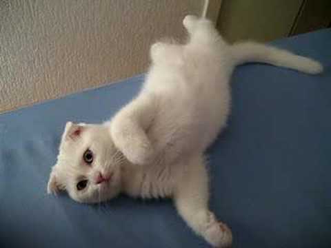 Profilový obrázek - Scottish Fold Duffy cute white kitten in crazy position