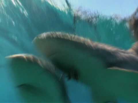 Profilový obrázek - Sharkman - Tonic Immobility