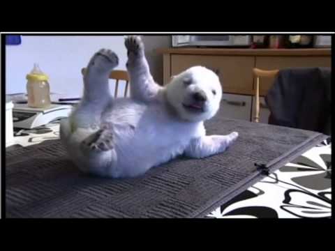 Profilový obrázek - Siku, the adorable Danish polar bear