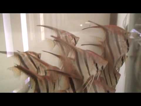 Profilový obrázek - Special angel fish