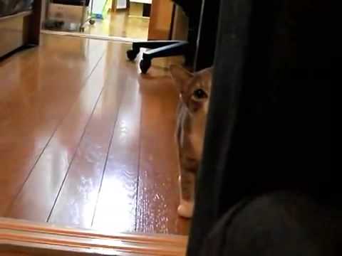 Profilový obrázek - Stalking Cat - Cat Sneaks up on the camera