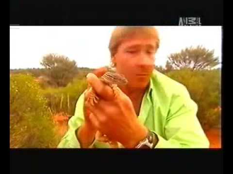 Profilový obrázek - steve