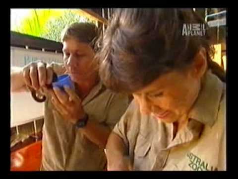 Profilový obrázek - steve miluje zviřata