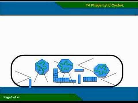 Profilový obrázek - T4 Phage Virus Lytic Cycle-L With sound