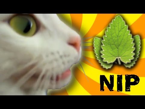 Profilový obrázek - Talking Cat - Cat Nip Trip