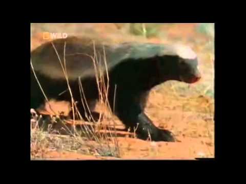 Profilový obrázek - The Crazy Nastyass Honey Badger (original narration by Randall)