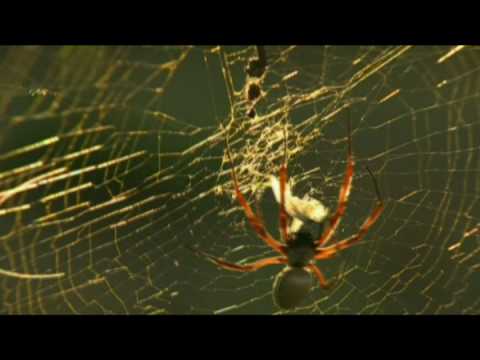 Profilový obrázek - The Golden Orb Web Spider