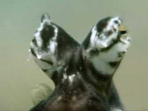 Profilový obrázek - The Indonesian Mimic Octopus