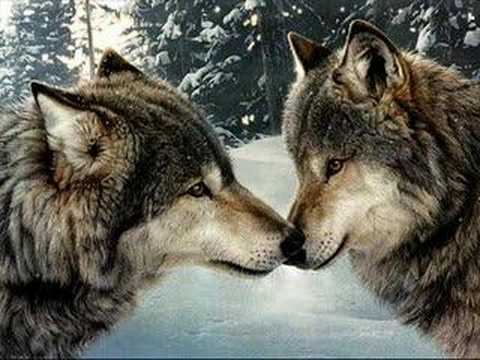 Profilový obrázek - The Joy of Wolves (Vangelis)